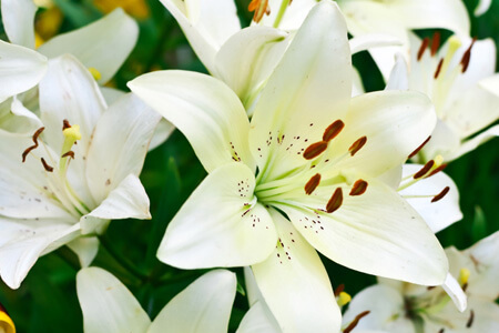 Wakes and Funerals at Arbour Park